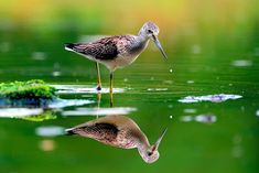 two birds are standing in the water near each other