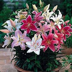 a potted plant with pink and white lilies in it on a brick patio