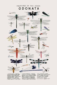 a poster with different types of dragonflies on it's back and front sides