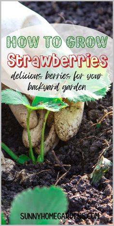 how to grow strawberries in the ground with text overlay reading how to grow strawberries