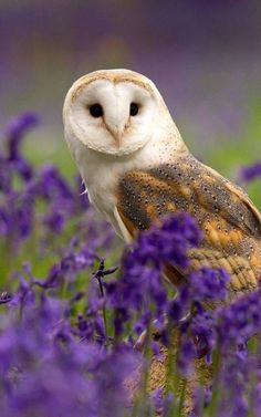 an owl is sitting in the middle of purple flowers