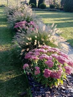 some pink flowers and grass in a garden