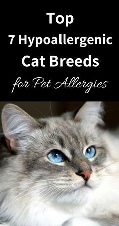 the top 7 hypoallergenic cat breeds for pet allergies