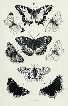 several different types of butterflies on a white sheet with black and yellow wings, from the natural history of insects