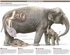 an elephant on the way with its baby in it's trunk and other parts labeled