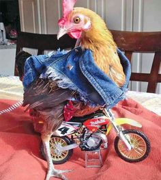 a chicken wearing a jean jacket and riding a dirt bike on a bed with a red bedspread