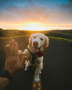 a dog is sitting on the road and being petted by someone's hand