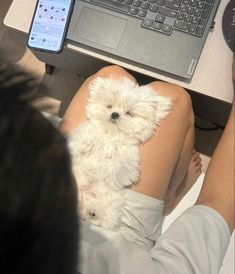 a small white dog sitting on someone's lap in front of a laptop