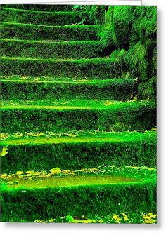 green mossy steps leading up into the woods