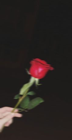 a person's hand holding a single red rose in the dark with blurry background