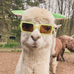 an alpaca wearing sunglasses and a hat in front of other llamas