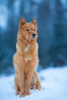 a brown dog sitting in the snow