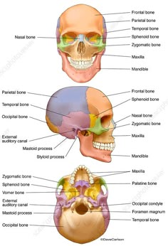 the bones and their major skeletal systems are labeled in this diagram, which shows the location of