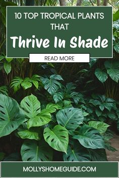 the top tropical plants that thrive in shade read more