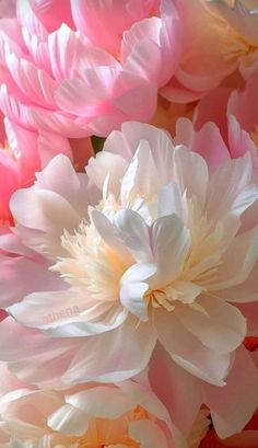 many pink and white flowers are together