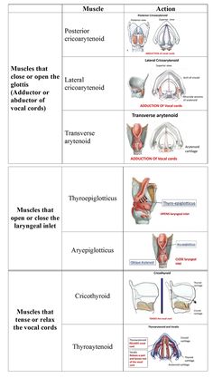 the different types of muscles and their functions