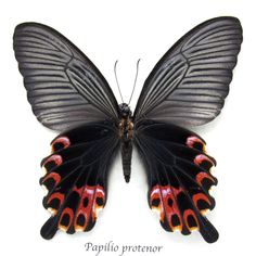 a black and red butterfly with orange spots on its wings