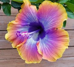 a purple and yellow flower sitting on top of a wooden table