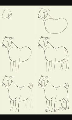 four different types of horses drawn in pencil