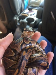 a person holding a large snake in their hand while sitting on the back seat of a car