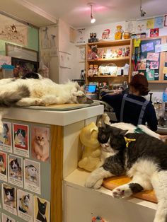 two cats laying on top of a counter in a pet shop next to a woman