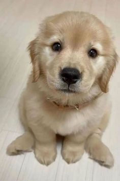 a puppy is sitting on the floor looking at the camera