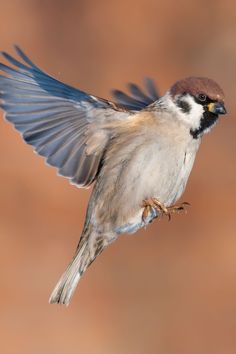 a bird that is flying in the air