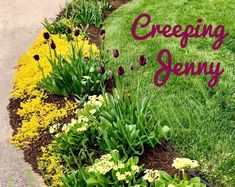 a sign that says creeping jenny in front of some flowers and plants on the grass