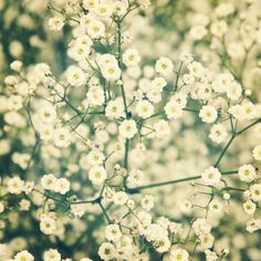 a bunch of white flowers that are in the grass