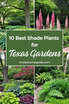 the top 10 best shade plants for texas gardens