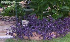 purple flowers are growing in the garden next to rocks