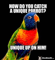 a colorful parrot sitting on top of a black background with the caption how do you catch a unique parrot? unique up on him