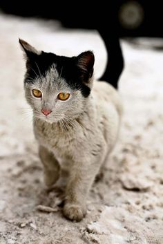 a black and white cat with orange eyes walking in the snow