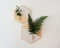 two wooden hexagons with plants on them hanging from the wall next to each other