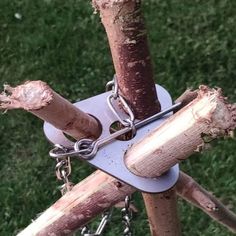 a close up of a tree with chains attached to the top and bottom part of it