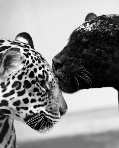 a black and white photo of two leopards facing each other with their heads touching