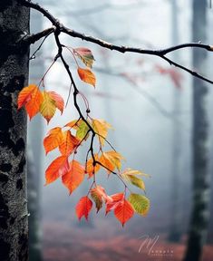 autumn leaves on a tree branch in the foggy forest with red and yellow leaves