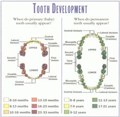 Natural teething remedies are simplesafe and effectiveSpot the early signs of teething and alleviate your baby's discomfort with gentle remedies. Teeth Eruption Chart, Teething Chart, Teeth Eruption, Dental Assistant Study, Taking Care Of Baby, Sistem Pencernaan, Tooth Chart, Kesehatan Gigi