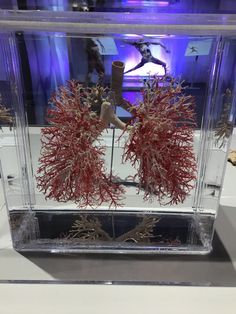 two corals in a glass case on display