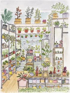 a watercolor and ink drawing of a potted plant shop with plants on shelves