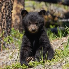 a black bear cub sitting in the grass next to a tree and looking at the camera