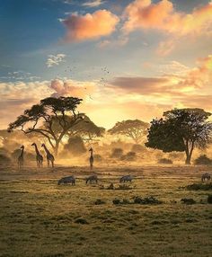 giraffes and zebras in the wild at sunset