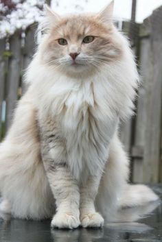 a fluffy white cat sitting on top of a black table next to a wooden fence