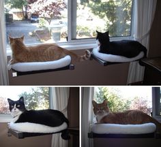 two cats laying on top of cat beds in front of a window and one lying down