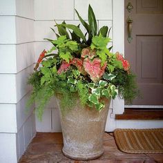 a large potted plant sitting on the front porch with greenery growing in it