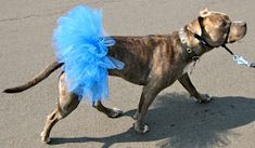 a dog wearing a blue tutu while walking down the street with a leash in it's mouth