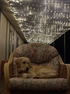 a dog laying on top of a chair in front of a ceiling covered with lights