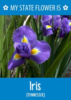 purple flowers with yellow centers are growing in the grass