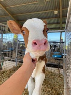 a brown and white cow is being petted by a person's hand in a pen