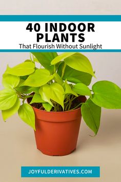 a potted plant with the words 40 indoor plants that flourish without sunlight